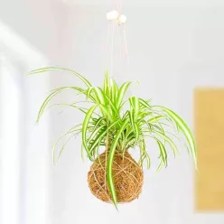 Növessz saját Kokedama növényt