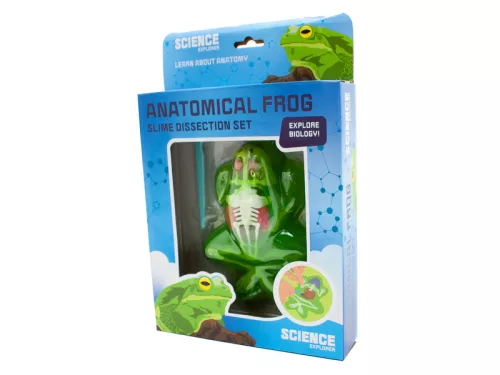 Béka anatómia slime